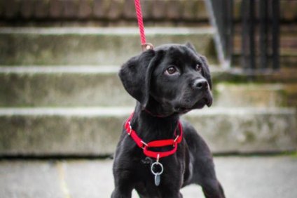 laurenboyer's tweet photo. Because it's #NationalPuppyDay, this is my nugget fresh off the transport from @CityDogsRescue almost 2 years ago! #LukeyBear https://t.co/d5d3AxsSnm