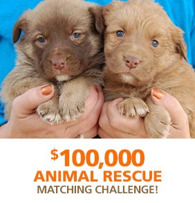 NevadaSPCA's tweet photo. 400 people have already participated!
A great honor &amp; extremely helpful for animal rescue efforts.
Thank you!
https://t.co/nT3Fzbli5C https://t.co/qaI07ltYzK