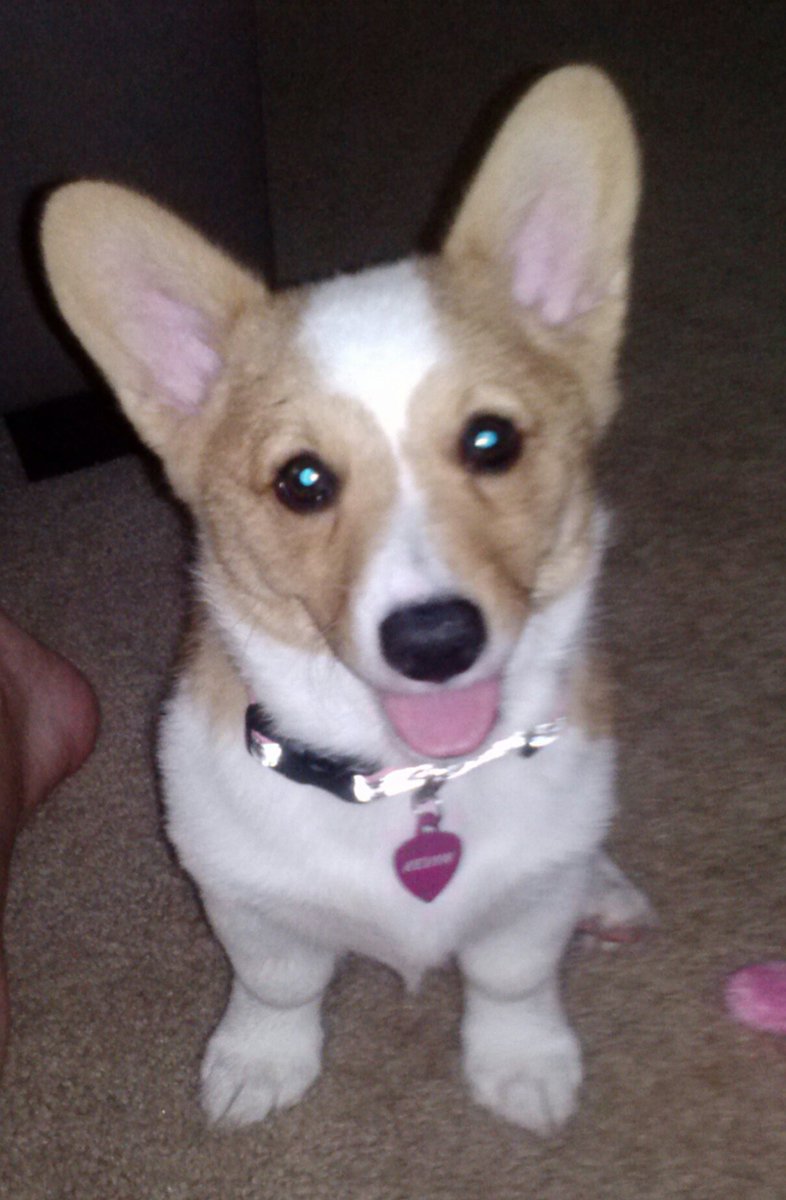 zubazshorts's tweet photo. @qinaliu This is Kevyn &amp; she's a happy little corgi #BNpups #NationalPuppyDay https://t.co/U7C2YBgLRh
