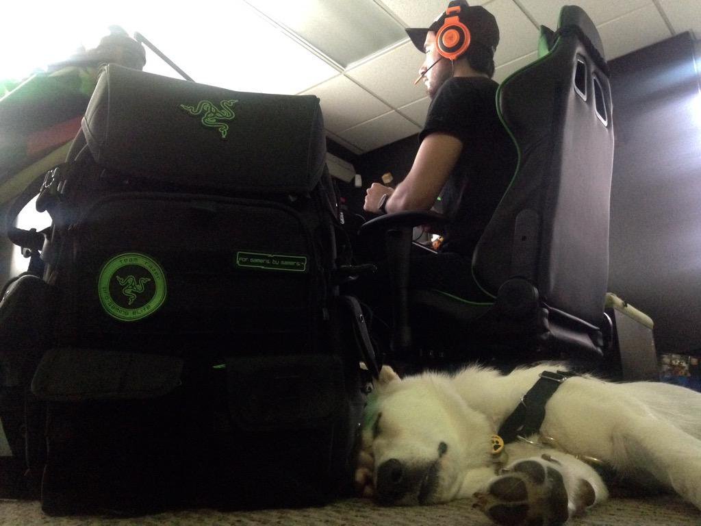 Razer's tweet image. Happy #NationalPuppyDay! 

Tweet us pics of your pup with your gear 🐶
