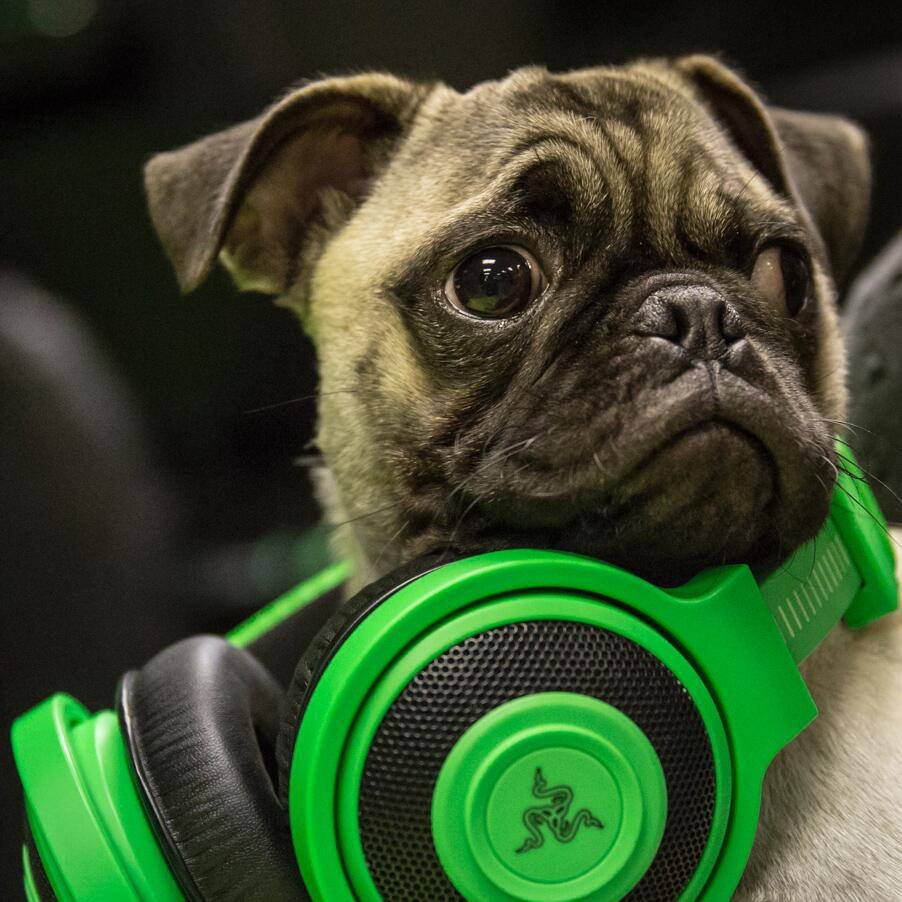 Razer's tweet image. Happy #NationalPuppyDay! 

Tweet us pics of your pup with your gear 🐶