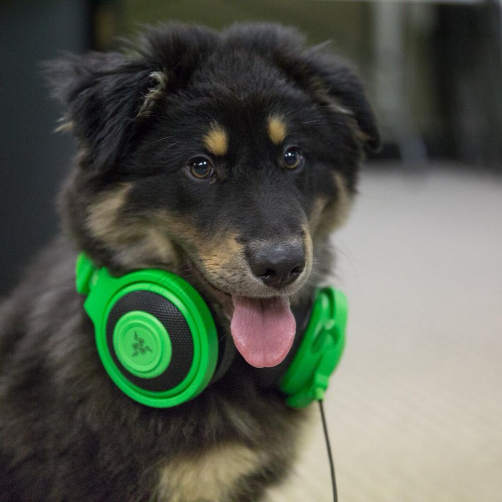 Razer's tweet image. Happy #NationalPuppyDay! 

Tweet us pics of your pup with your gear 🐶