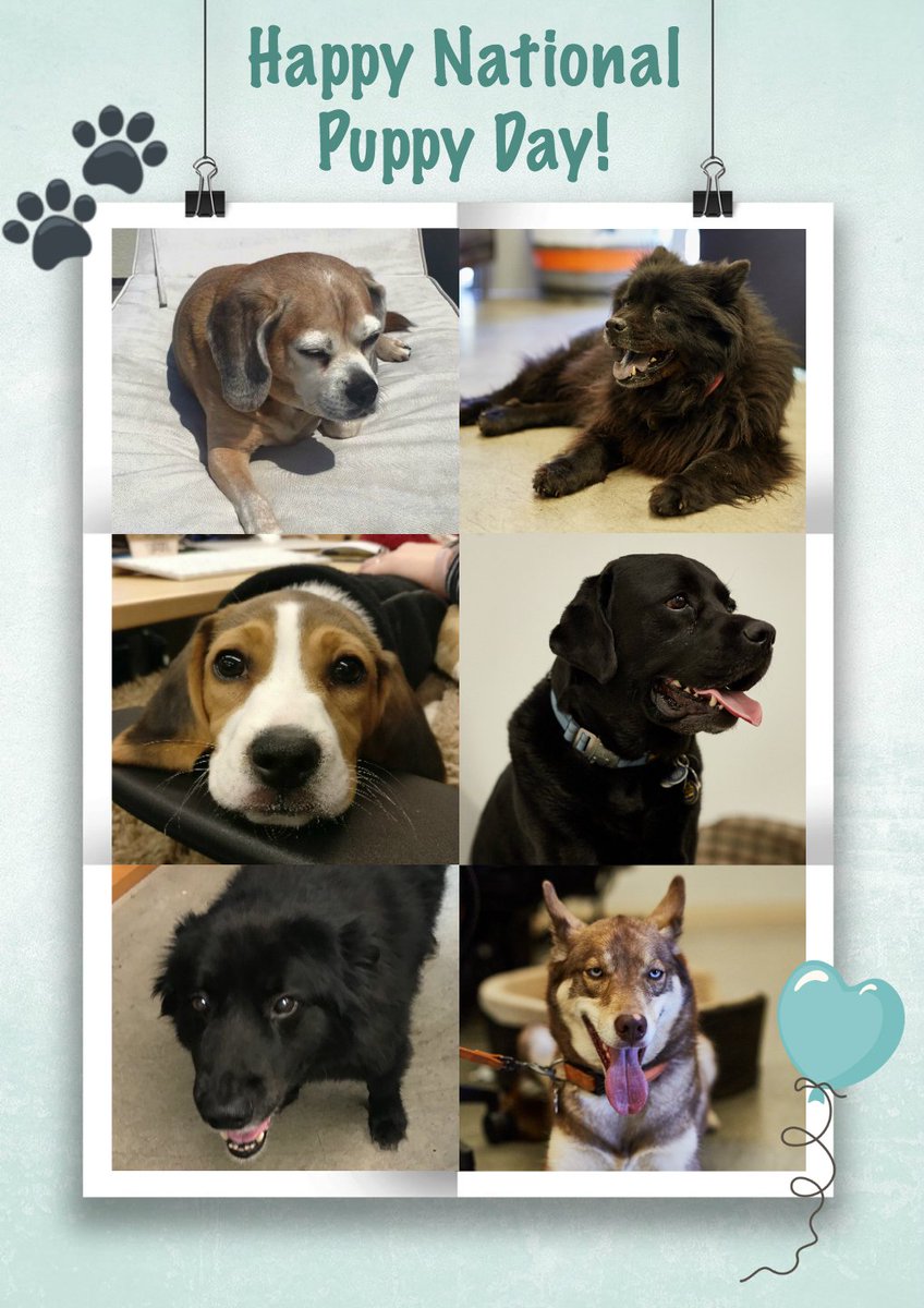 CaskJobs's tweet photo. Can't resist an opportunity to share more pics of our favorite @CaskData pups on #NationalPuppyDay 🐾 https://t.co/kAG5tR9QrD