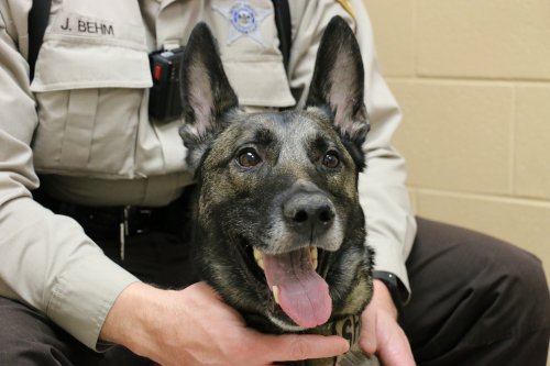 UWMadScience's tweet photo. Meet Harlow, one of the latest police dogs to benefit from new @uwvetmed program keeping WI K-9s healthy and happy https://t.co/odMbocb2Jh https://t.co/CECqAGv5xj