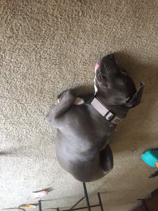 Guess what she got into. https://t.co/d5YFRHpmMc<a href="/tag/femdom"class="tags"><span>#femdom</span></a><a href="/tag/pussy"class="tags"><span>#pussy</span></a><a href="/tag/sub"class="tags"><span>#sub</span></a>