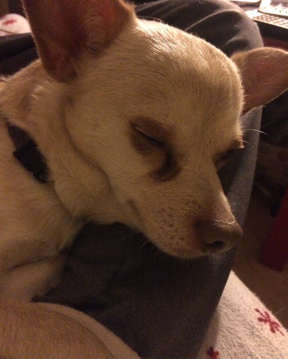 sand98's tweet image. Happy #NationalPuppyDay from Murphy! 🐕