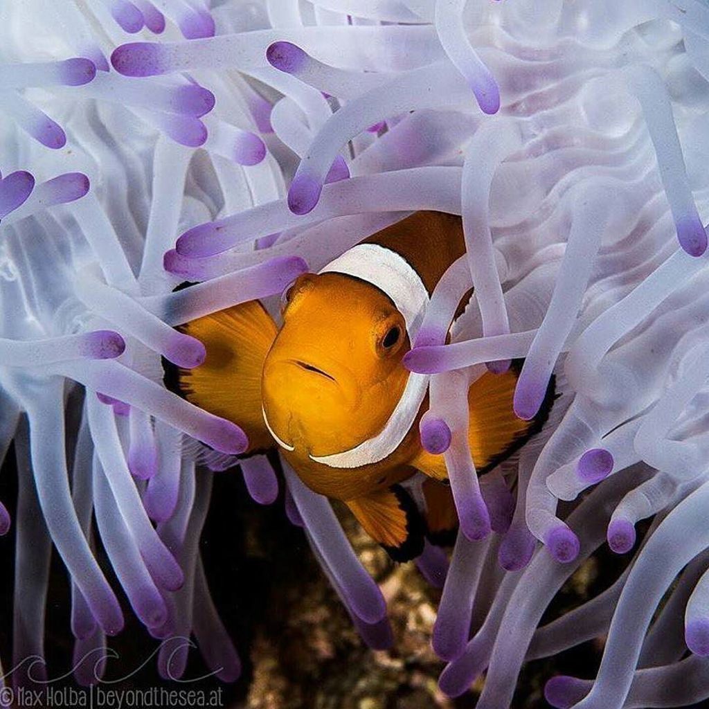 @maxbeyondthesea Incredible image using the Olympus OM-D E-M5 Mark II  #getolympus