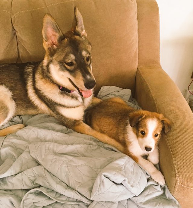 DjBGraham's tweet photo. NationalPuppyDay! Oh Easton how you have been the biggest and bestest joy of my life the last 2 1/2 years! I love you to the moon and back❤️ https://t.co/nGK3Yr5Vue