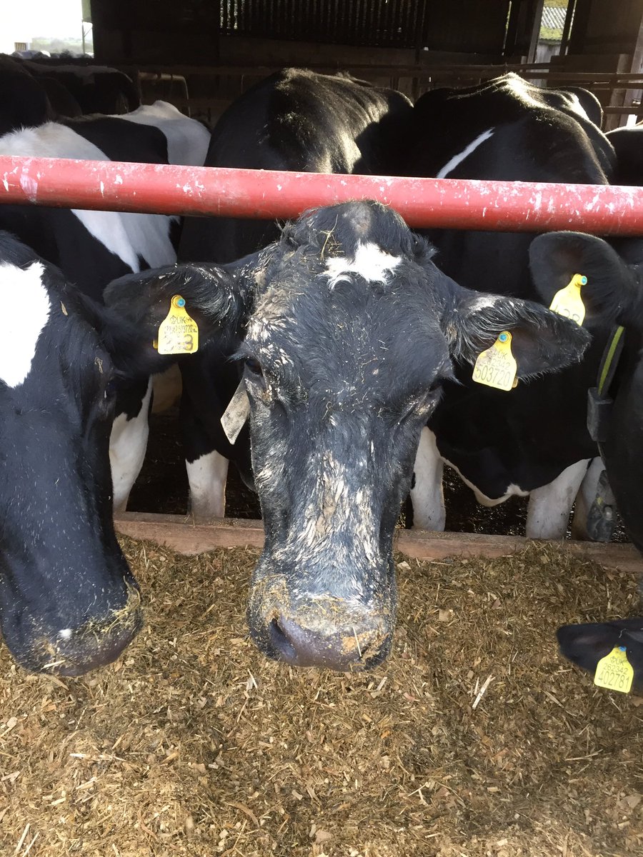 Appleton_Dairy's tweet photo. 313 trying one of these new mud masks today #prettycow #eatgrassnotmud https://t.co/UacTf5o4of