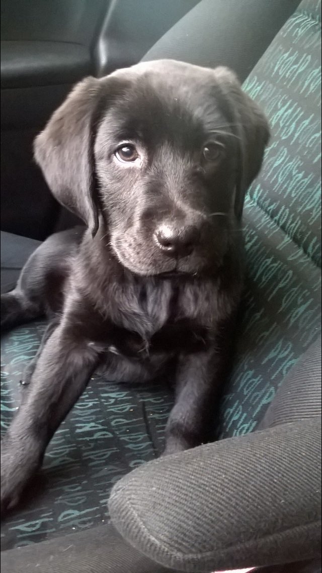 emmagueulee's tweet photo. Marley s'st perdu ajd sur Lille Une fille vivant massena l'aurait retrouvé ms tjrs pas de news
partagez svp pour qu'elle puisse ns trouver.. https://t.co/DQU5WZUEBg