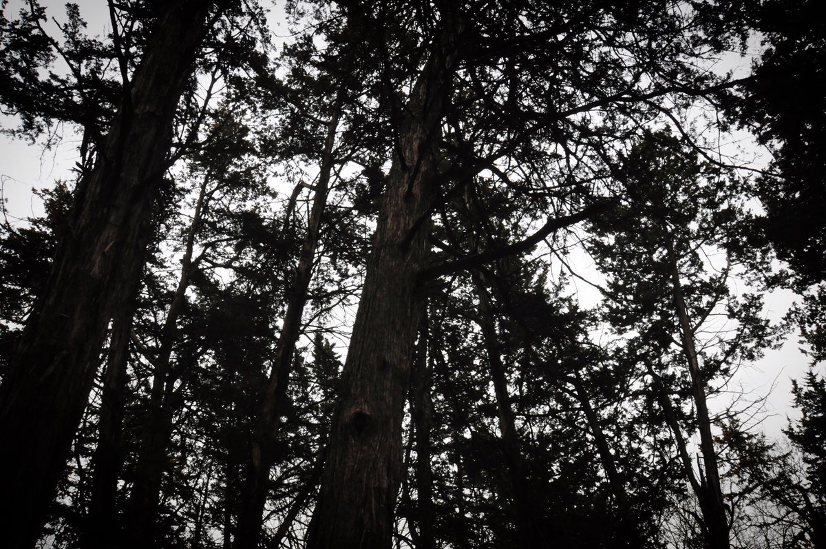 RIParanormal_'s tweet photo. Trees of #ballcemetery. #RIP #rural #nebraska Credit: Stefan Flood https://t.co/zQljnlgqXF