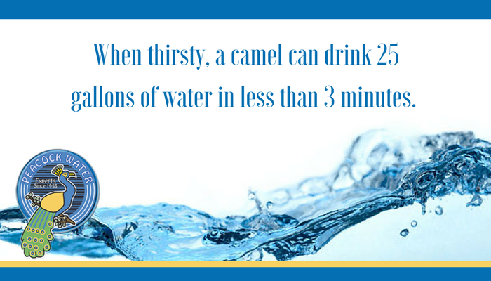 PeacockWaterOH's tweet image. Did you know? #WaterFAQ #PeacockWater