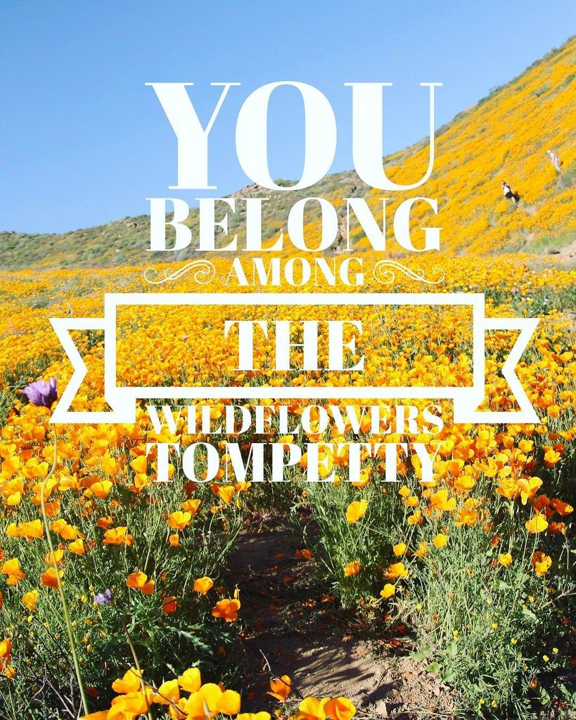nirupama01's tweet photo. I posted about visiting the #superbloom with photographs and tips if you want to go chase some wildflowers! #ontheb… https://t.co/xVDCfGhWH0