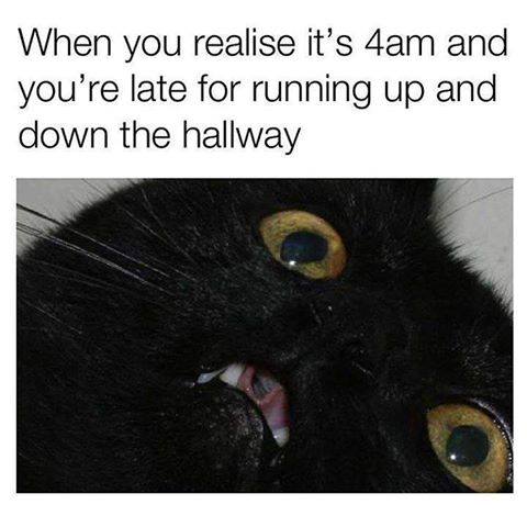 Cleanfunnypics's tweet photo. #CFPics #funny https://t.co/Ds86q4icIK