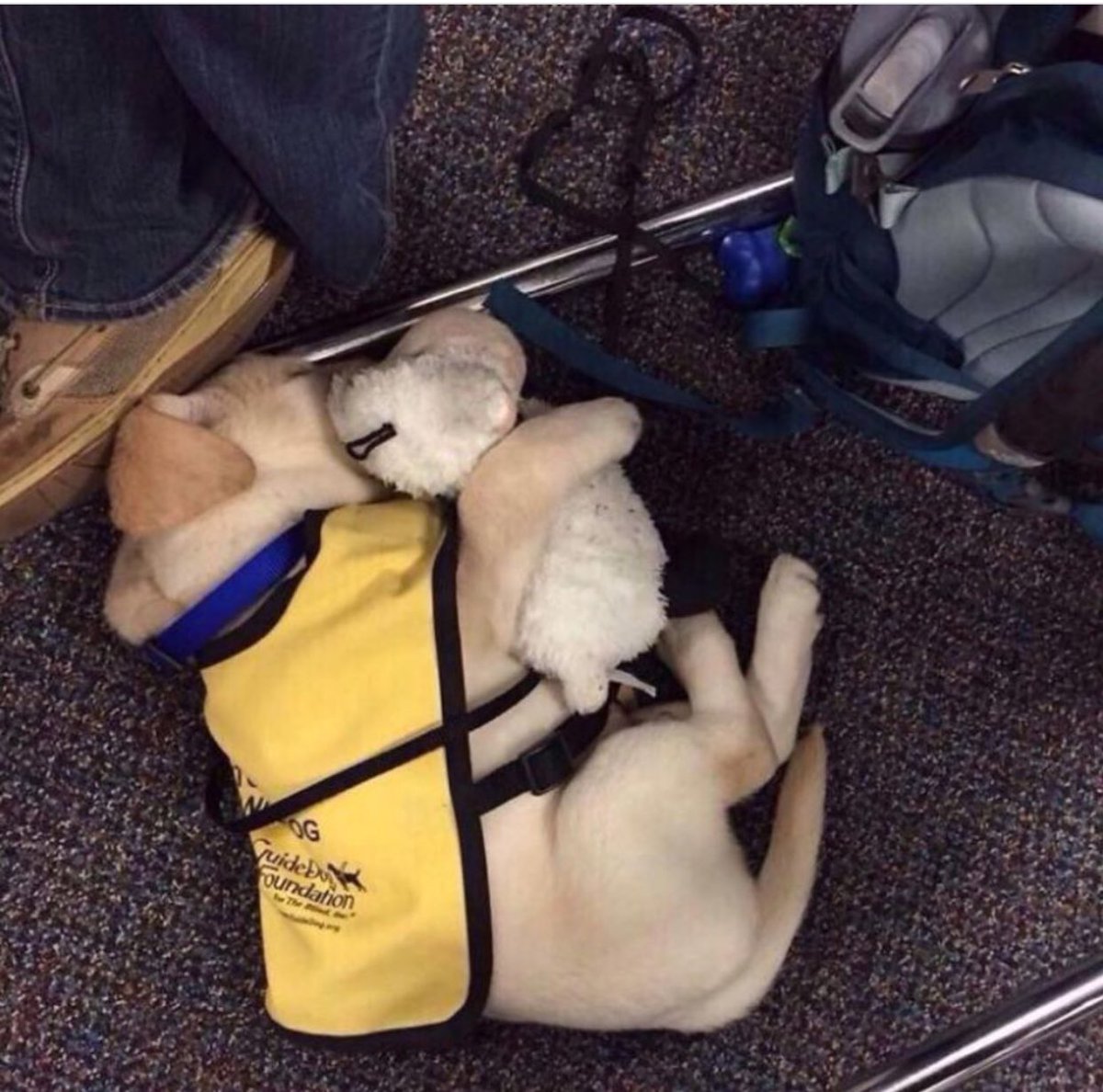puppyboyfriend's tweet photo. First days on the job 😍 https://t.co/oQOLw4ceiO