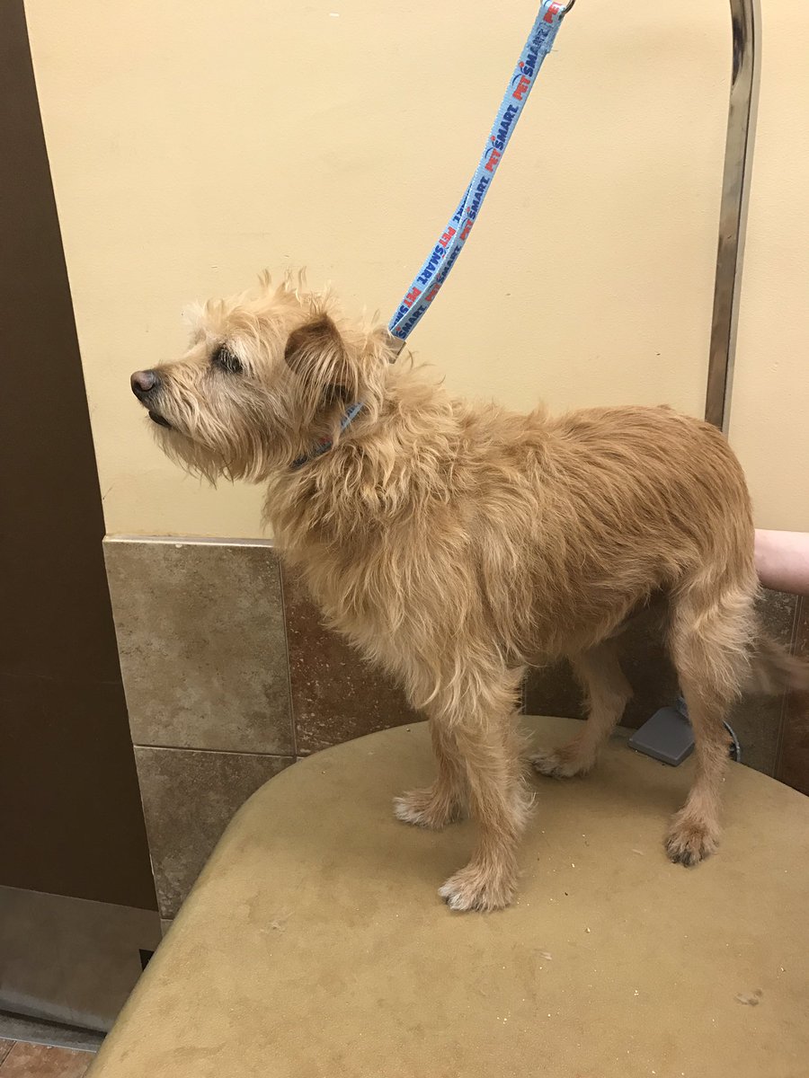 AlemanyTiffany's tweet photo. Fun little introduction to handstripping with this rocking pup. #DATsStandOut #Academy @PetSmart_DaveK @CarrieVillani @KurtD_Salons https://t.co/RflEtfyyVJ