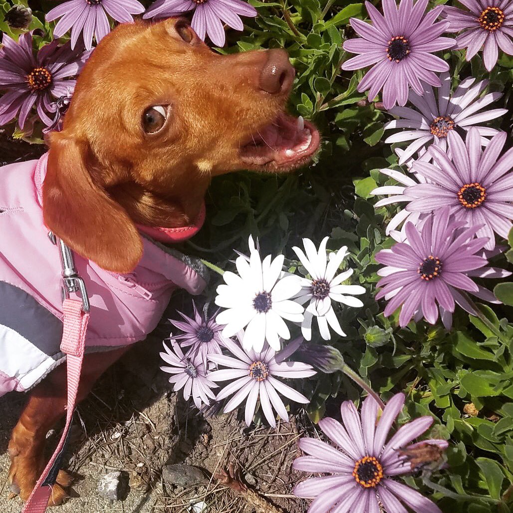 Happy #NationalPuppyDay ya'll!