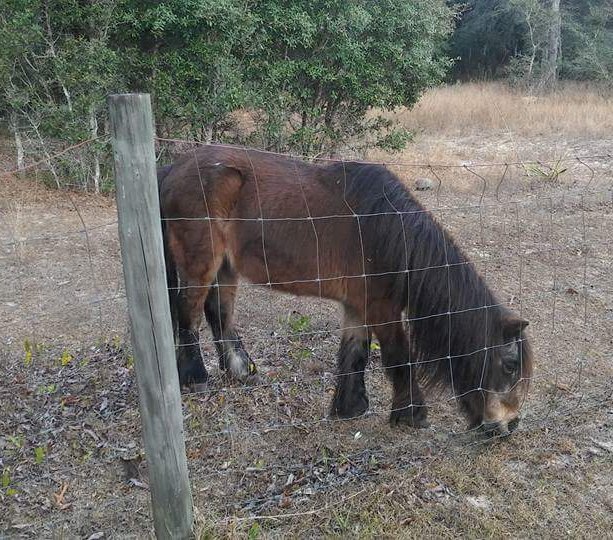 LiseCamire's tweet photo. My pony died last night.  And it really Fucking Sucks!! 😓 https://t.co/14uKDVn0ZA