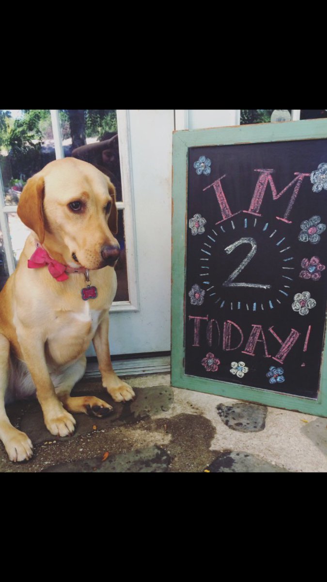 karieznaniecki's tweet photo. Happy puppy day to my babies! 💗💙🐶 #dukeanddaisy https://t.co/syCr2xl7qA