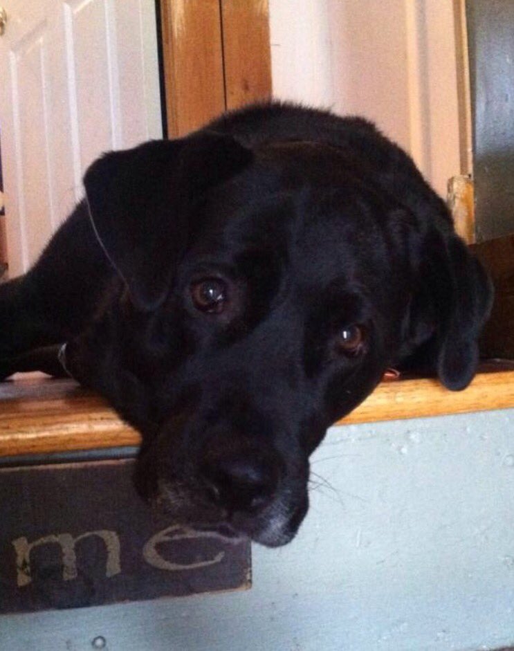 karieznaniecki's tweet photo. Happy puppy day to my babies! 💗💙🐶 #dukeanddaisy https://t.co/syCr2xl7qA