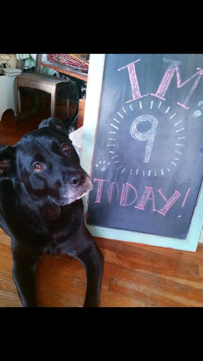 karieznaniecki's tweet photo. Happy puppy day to my babies! 💗💙🐶 #dukeanddaisy https://t.co/syCr2xl7qA