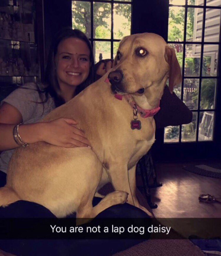 karieznaniecki's tweet photo. Happy puppy day to my babies! 💗💙🐶 #dukeanddaisy https://t.co/syCr2xl7qA