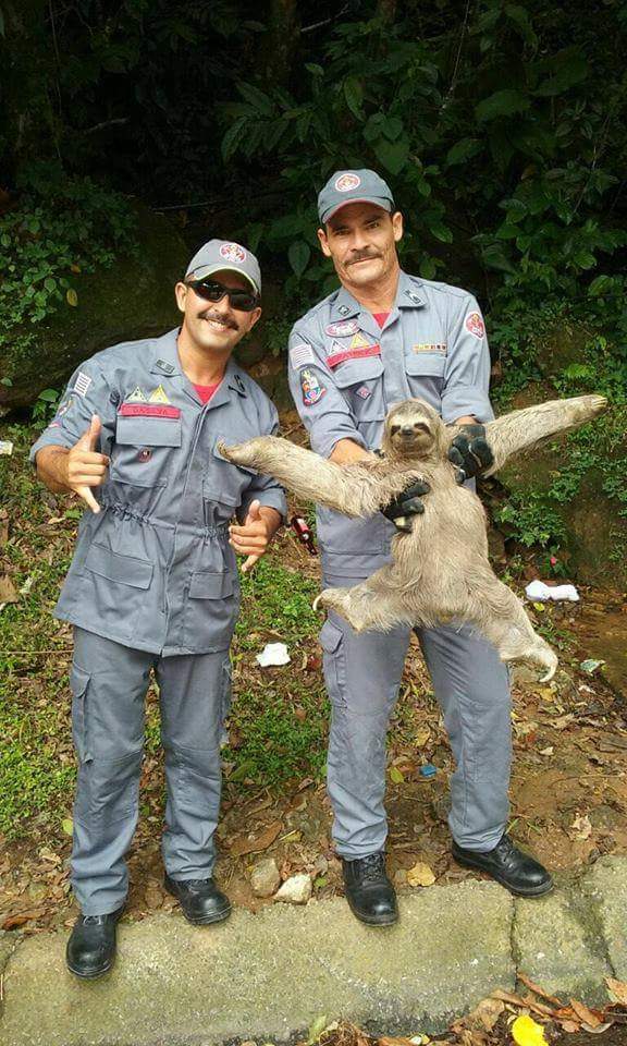 Chris_Cowley_'s tweet photo. When life gets you down, be as fabulous as this sloth. https://t.co/zPn0idkuAQ