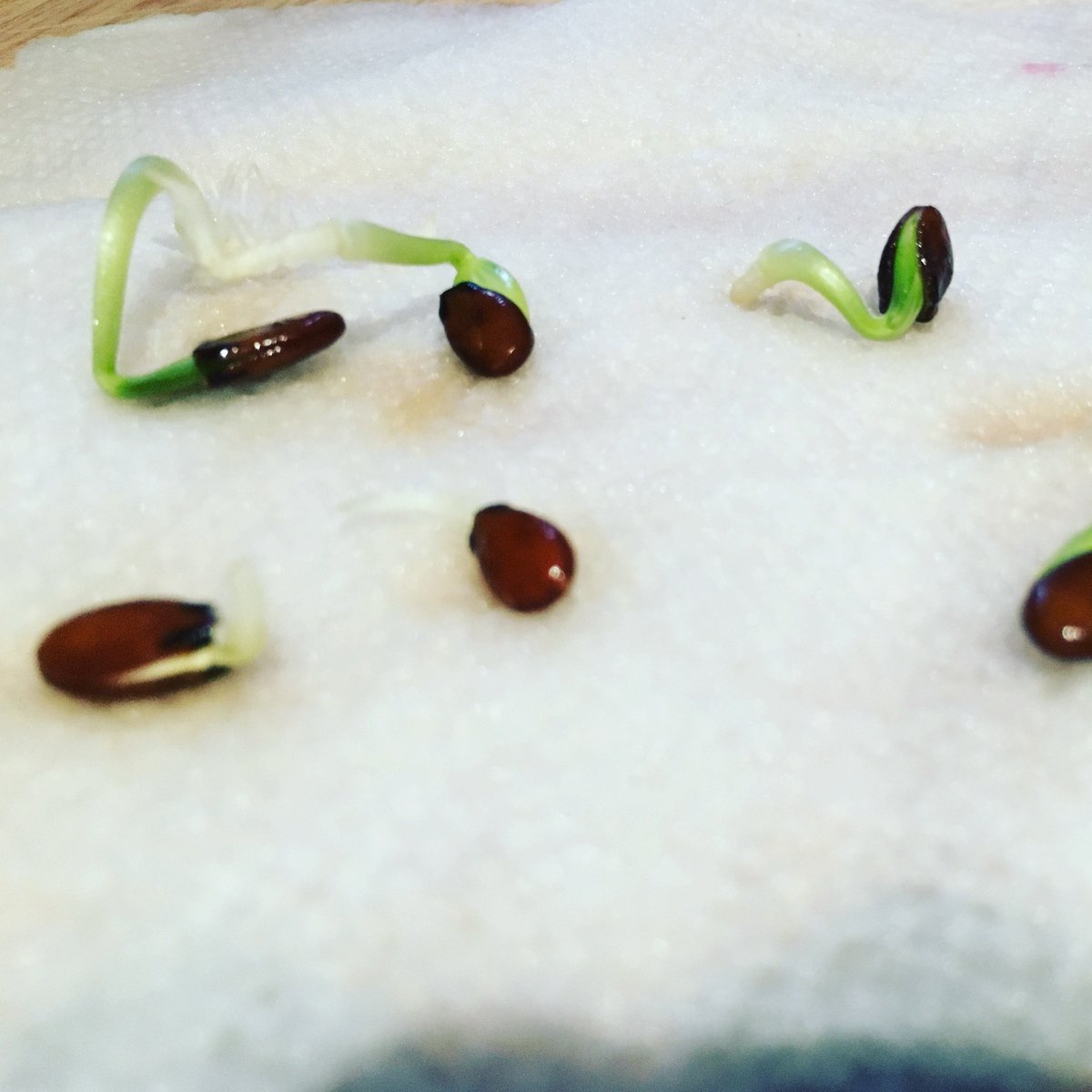 yardlessgarden's tweet photo. Spring has sprung. Diana watermelon seedlings to grow on my porch! https://t.co/j6QcQkmANd #growyourfood #urbanfarming #greenerisbetter https://t.co/HuLd6eo7zO