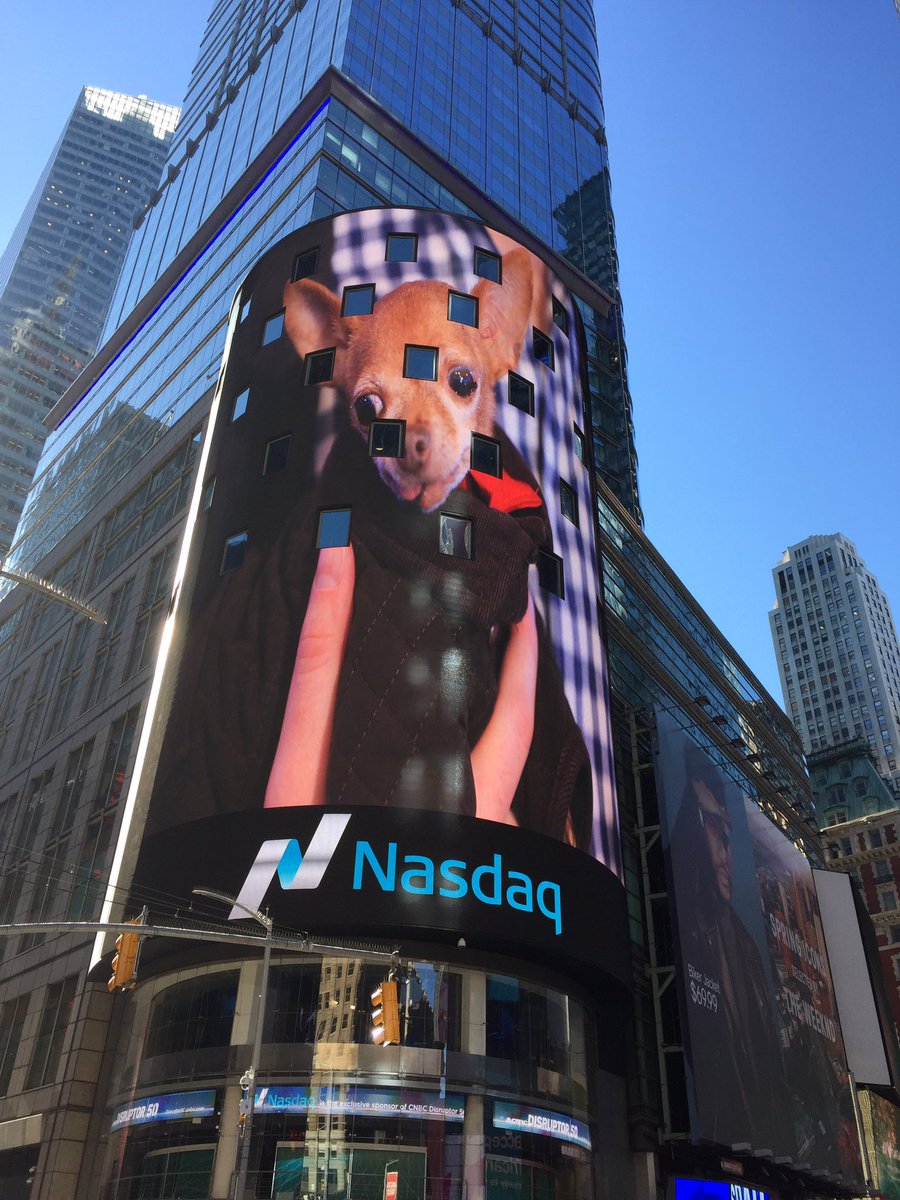 Mervinchihuahua's tweet photo. oh hey guys were you in Times Square today? Did you catch me on a giant billboard? No? Well here you go! https://t.co/s1Nw6NEhds