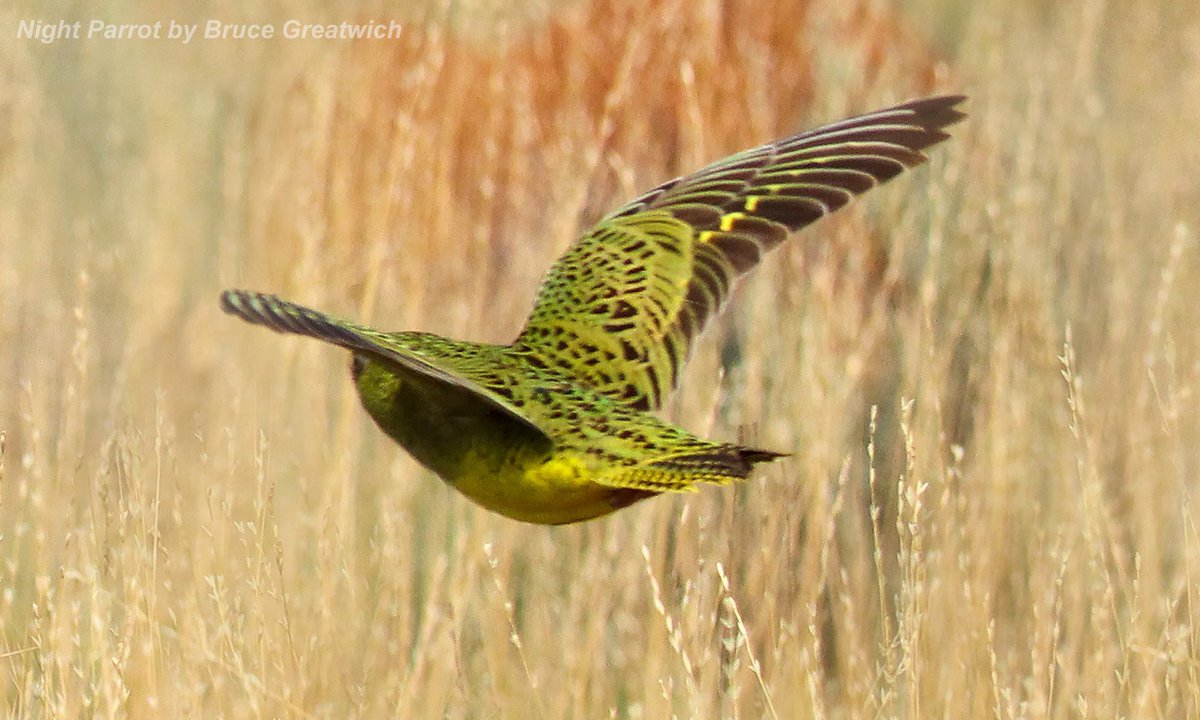 BirdGuides's tweet photo. Birders find Night Parrot alive and well in Western Australia, 100+ years after the last confirmed sighting: https://t.co/PqFtxEoPBV https://t.co/TI0uXQ7dDv