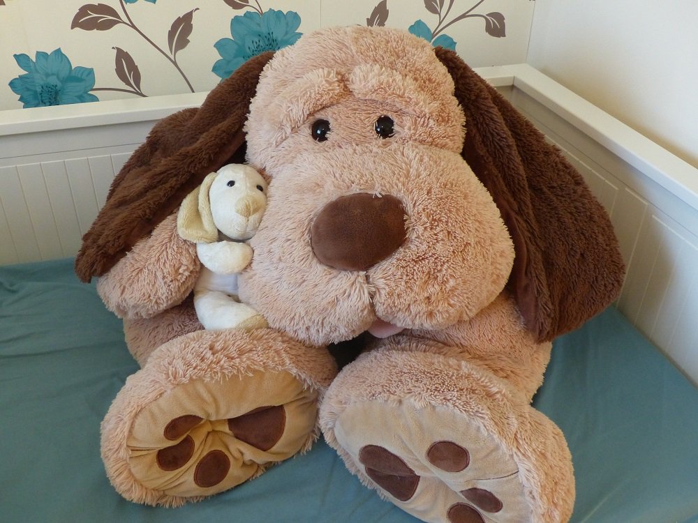 ApprenticeShep's tweet image. Happy #NationalPuppyDay everyone! You young pups could start a career working with dogs as an Animal Care Apprentice ow.ly/lk8B30acn3q