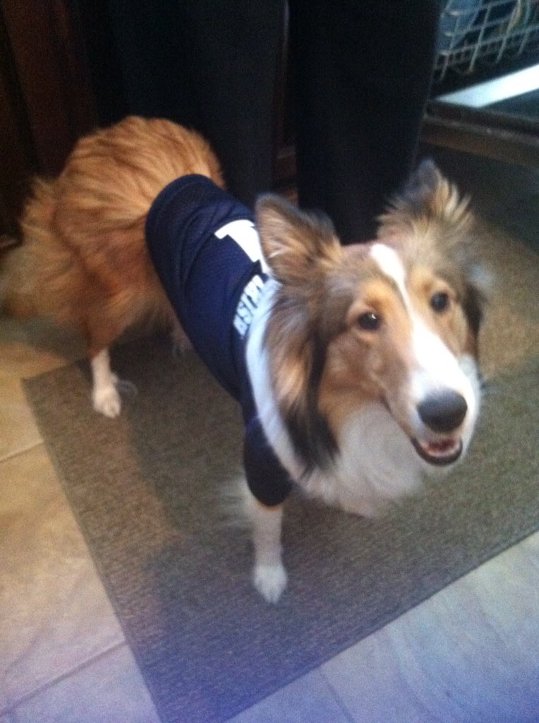 LaurenBMack's tweet photo. My puppy brother loves #NotreDame #NationalPuppyDay #ndpet https://t.co/BgL6MT5OeT