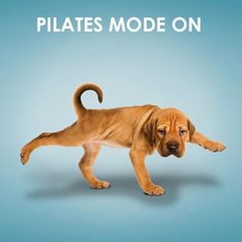ClubPKent's tweet photo. #NationalPuppyDay 
Puppies &amp; Pilates is ALWAYS a good idea! 🐶💕 https://t.co/TrSpPqxSkV