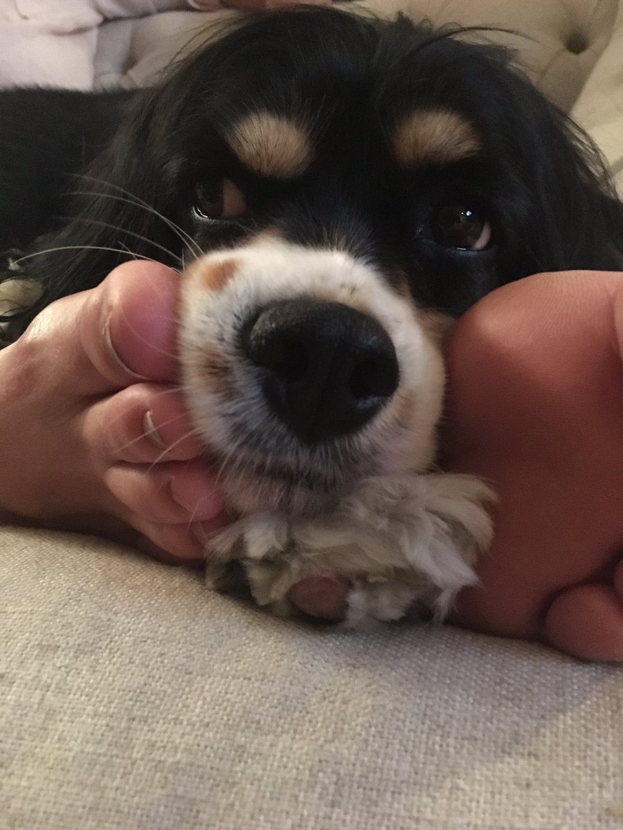 Bethany_Grae's tweet photo. puppy day is so important to me https://t.co/fWdMsOD2NQ