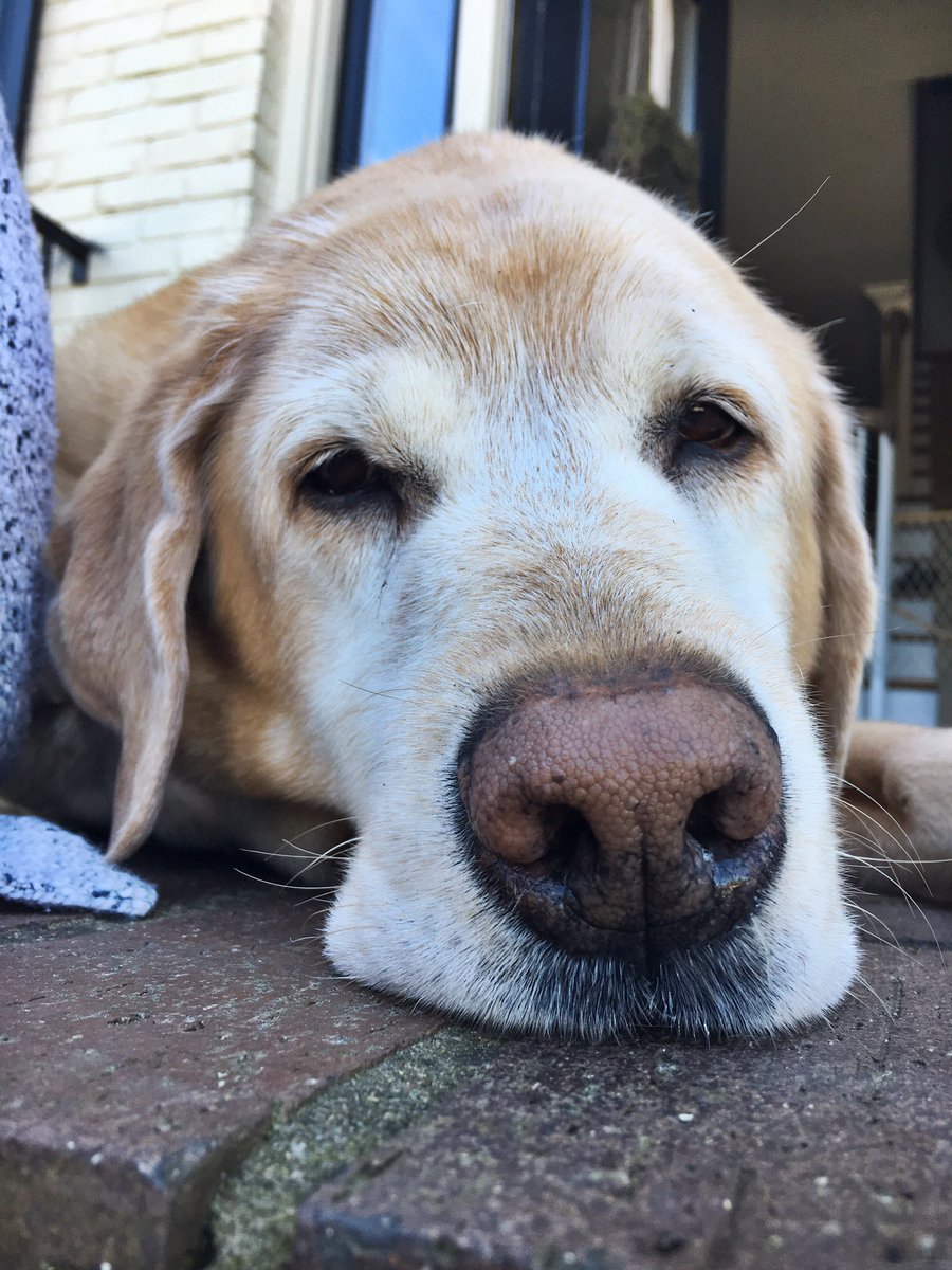 Bethany_Grae's tweet photo. puppy day is so important to me https://t.co/fWdMsOD2NQ