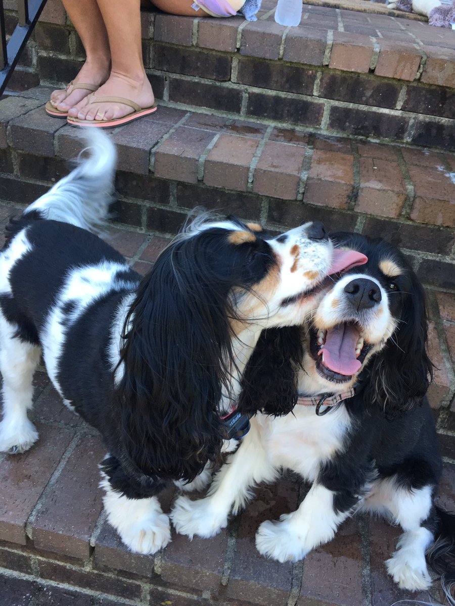 Bethany_Grae's tweet photo. puppy day is so important to me https://t.co/fWdMsOD2NQ