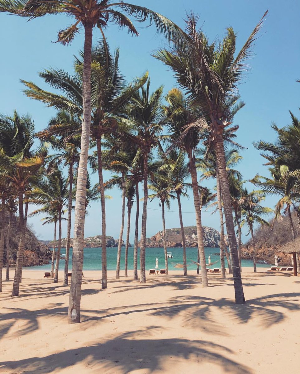 eugen_root's tweet image. Paradise 🌴#roottattoo #rootlife