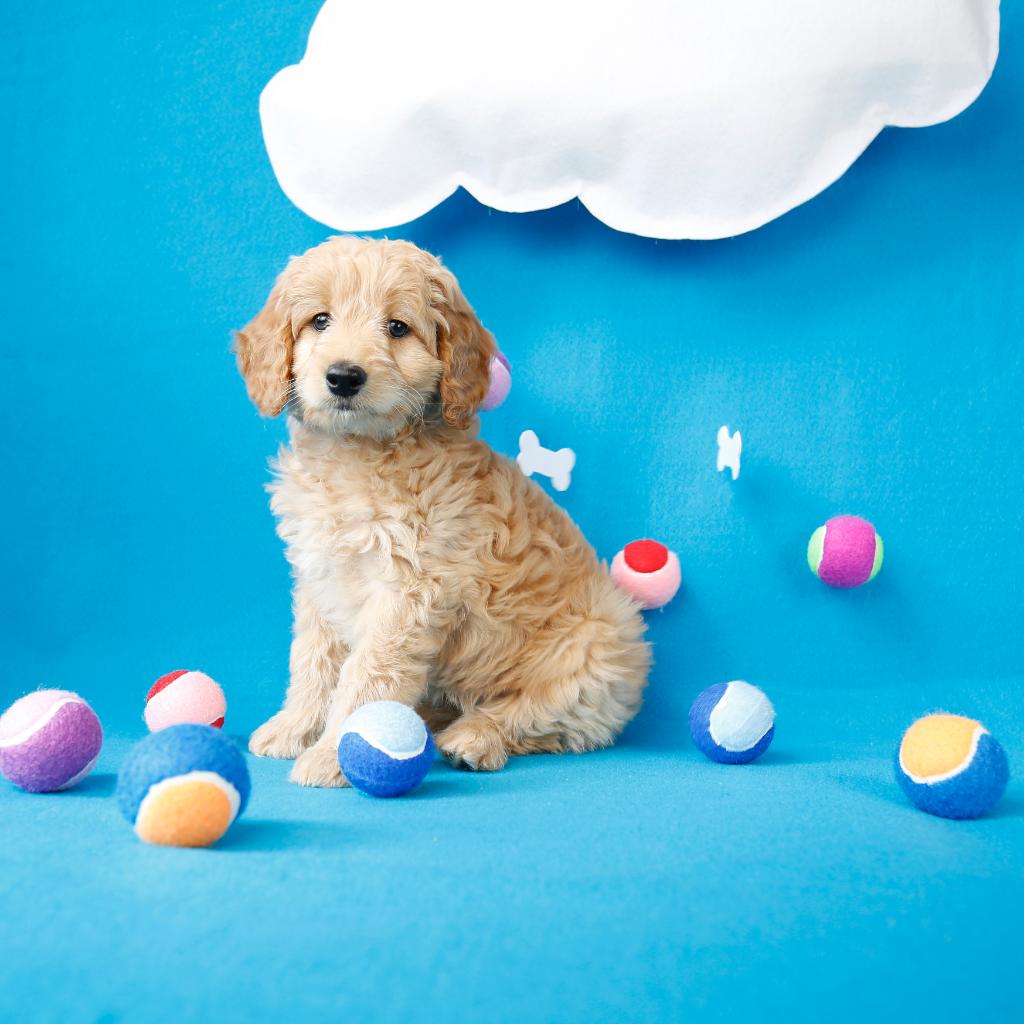 Today we celebrate the cutest day of the year. Happy #NationalPuppyDay! #PrimePet
amzn.to/2nsA3fK