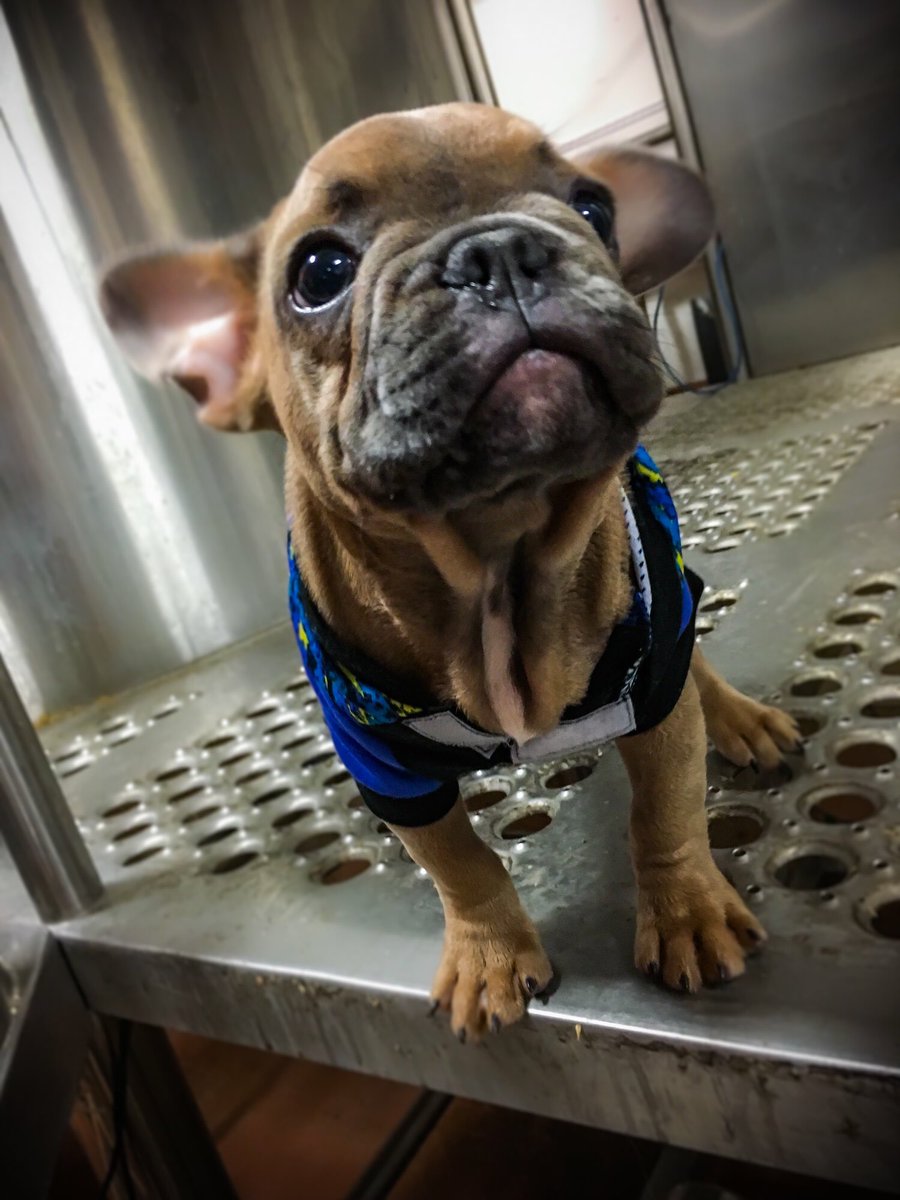 Happy #NationalPuppyDay from our resident brew dog Nugget!