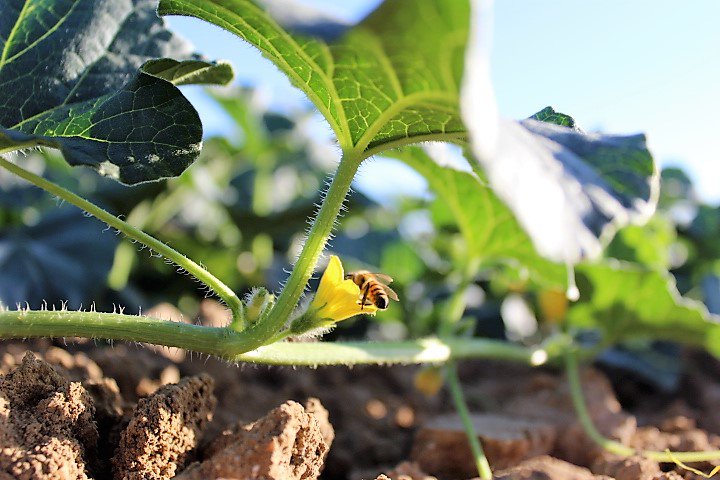 Five_Crowns's tweet photo. Spring time is here and we're just about to start the season! #Ag #Sweetcorn #Cantaloupes #California #bees #Majesty https://t.co/CszazBGQlE