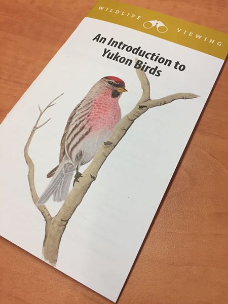ENV_Yukon's tweet photo. Check out the latest addition to our "pocket guide" family: An Introduction to Yukon Birds! https://t.co/teZMUdD4jB Available at 10 Burns Rd https://t.co/SrxoSTWcJM