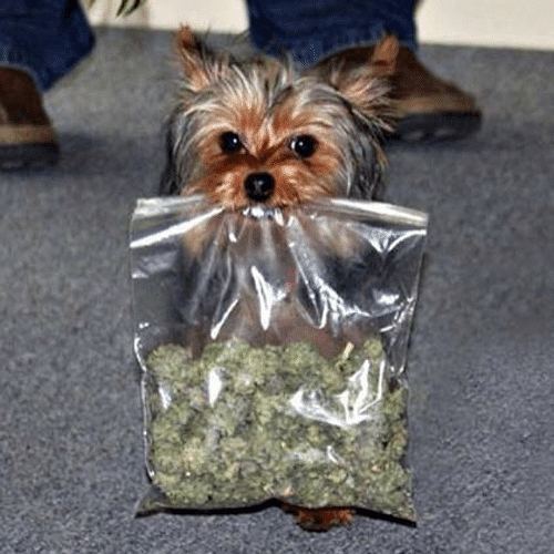 EmeraldFieldsMJ's tweet photo. How do I get my hands on this puppy? Reward offered. #nationalpuppyday #cannabis #weed #marijuana #highaf #dopememe… https://t.co/EzhTcpK7e4