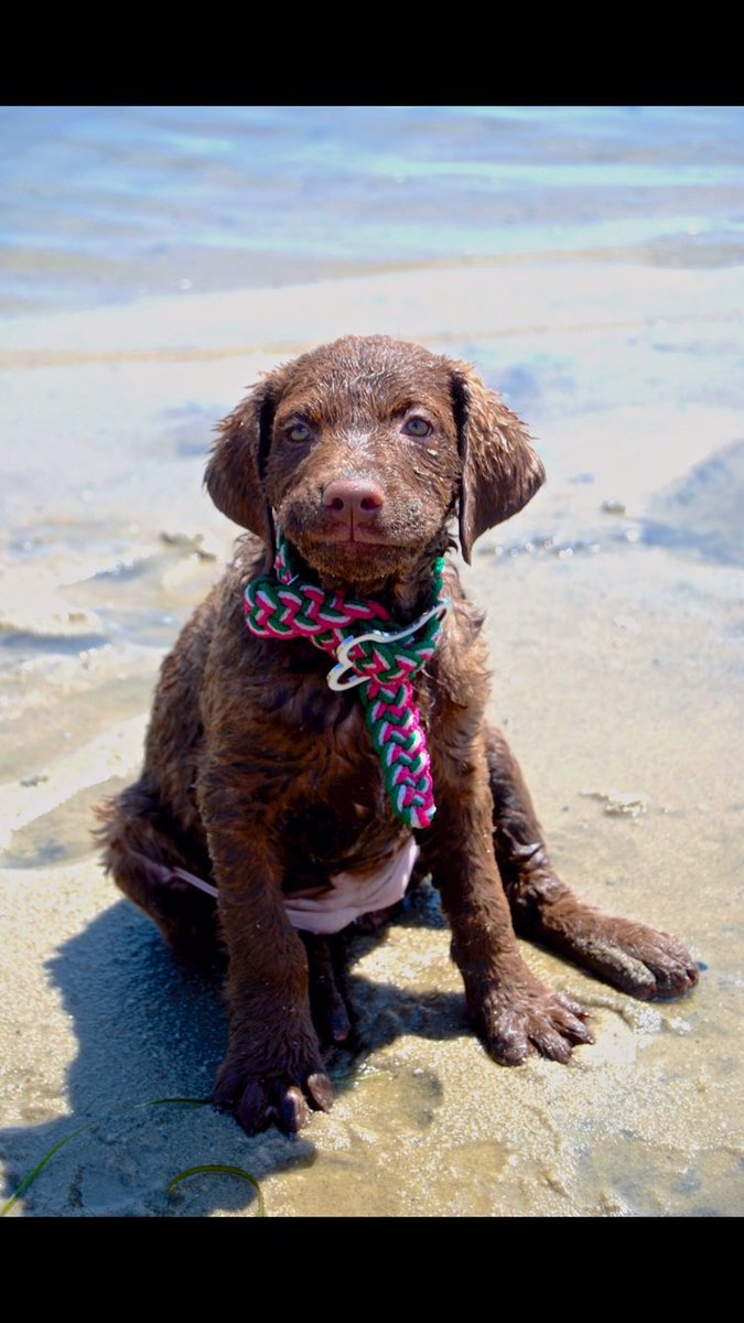 IMEXSuzanne's tweet photo. Happy National Puppy Day from my pupper Montauk! https://t.co/OpMvUetGad
