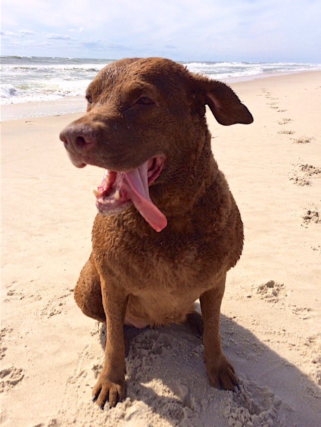 IMEXSuzanne's tweet photo. Happy National Puppy Day from my pupper Montauk! https://t.co/OpMvUetGad