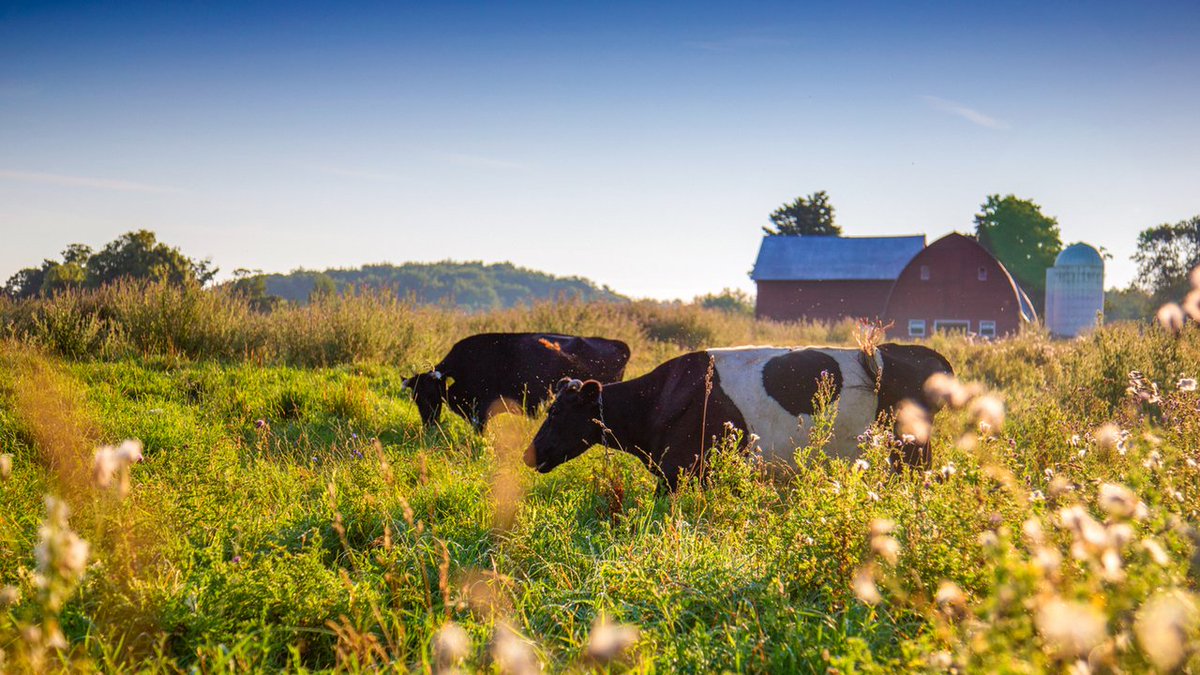 MapleHillCream's tweet photo. Why is grass-fed good for farmers? @NPRFood weighs in. #BetterforFarmers https://t.co/SCYIqQXcbu https://t.co/83DKBwT5iM
