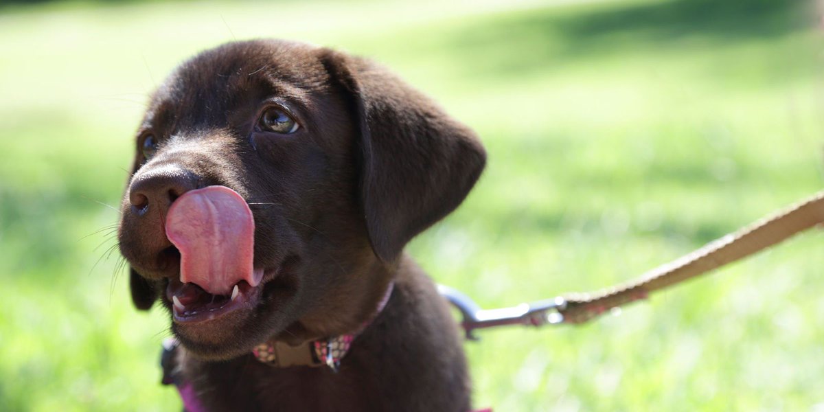How to train your puppy to walk on a lead #NationalPuppyDay buff.ly/2mThqOm