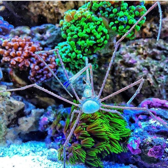 PolypLab's tweet photo. Very cool account and I loved this photo check out https://t.co/FSmAIifVk3! ๐๐๐ป
Just go: https://t.co/XvlEzoI1Nt #polyplaโฆ https://t.co/se366ezgXi