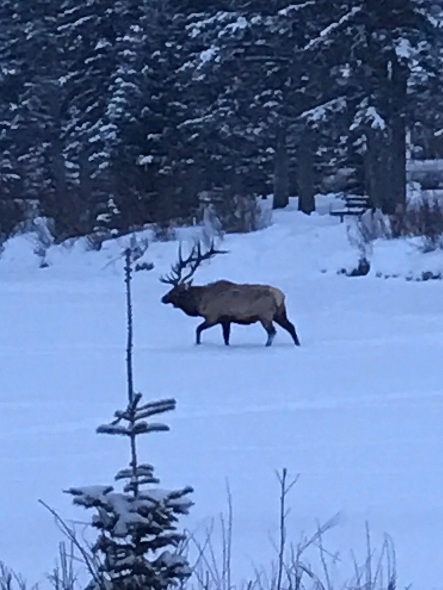 Forerunners in Banff observe rush hour traffic.