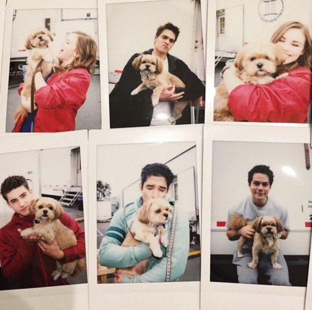 MTVteenwolf's tweet photo. #NationalPuppyDay looks good on these cuties 💕 https://t.co/ei0tAMMrS9