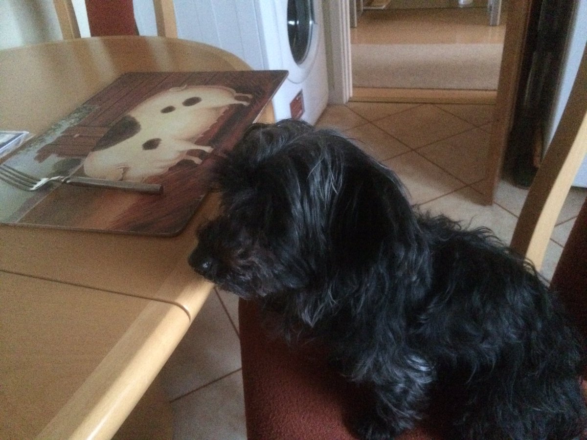 ZZozzles's tweet photo. Paws crossed @koalagirl1 is late again from work I've set myself a place #dinnerinthedog https://t.co/OS5bxPyFRg